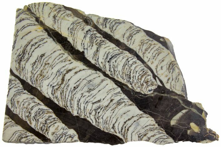 Polished Mesoproterozoic Stromatolite - Siberia #180080